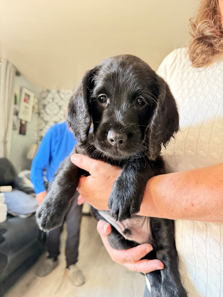 Labradoodle cross cockapoo puppy’s 