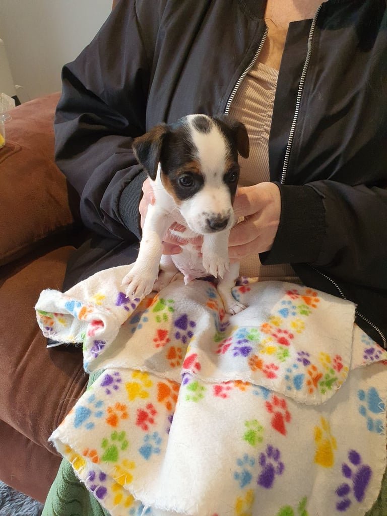 Jack Russell Puppies 