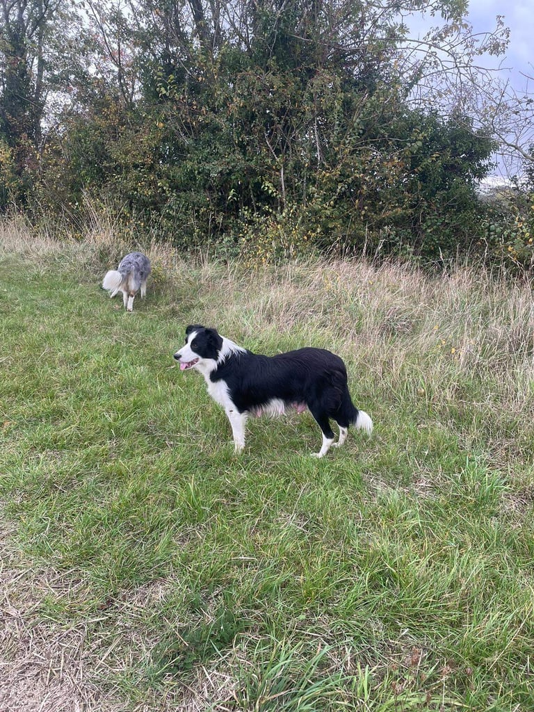 🐾 border collies looking for forever home 🏡 