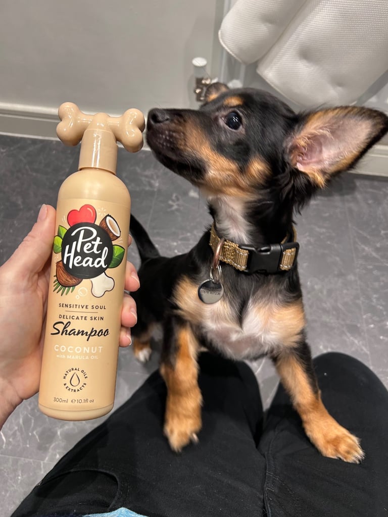 Miniature pinscher male