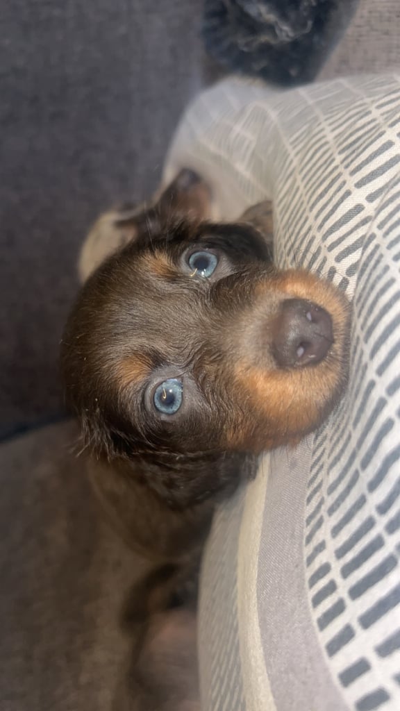 Longhaired dachshund puppy boy 