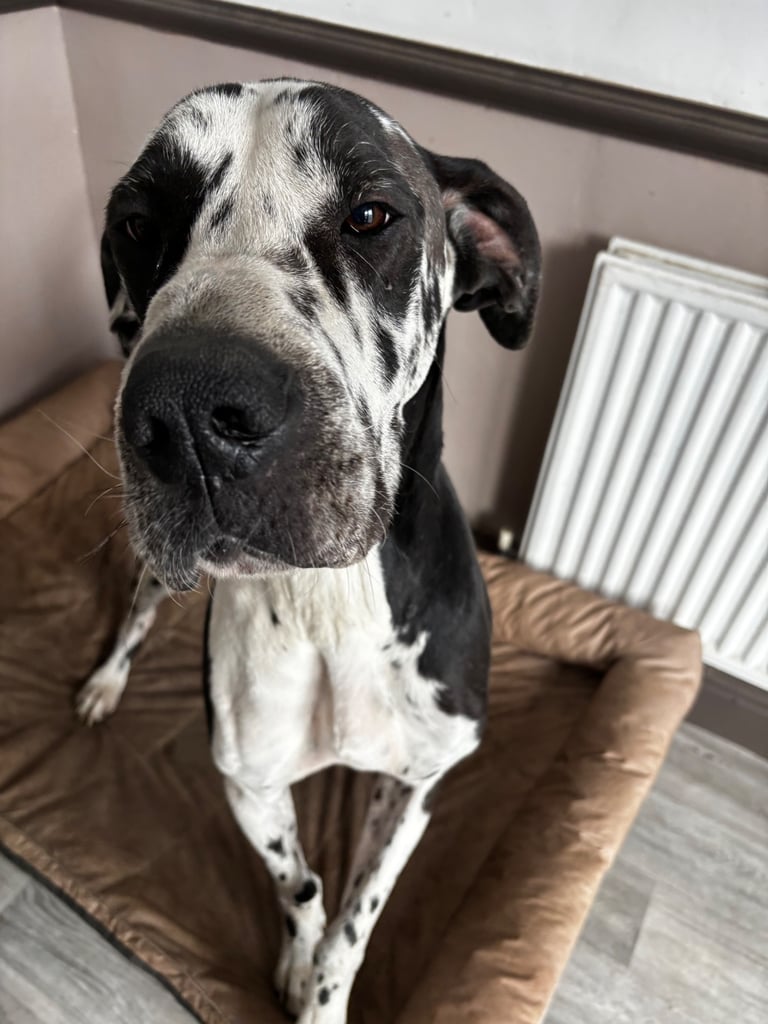 3 year old Great Dane