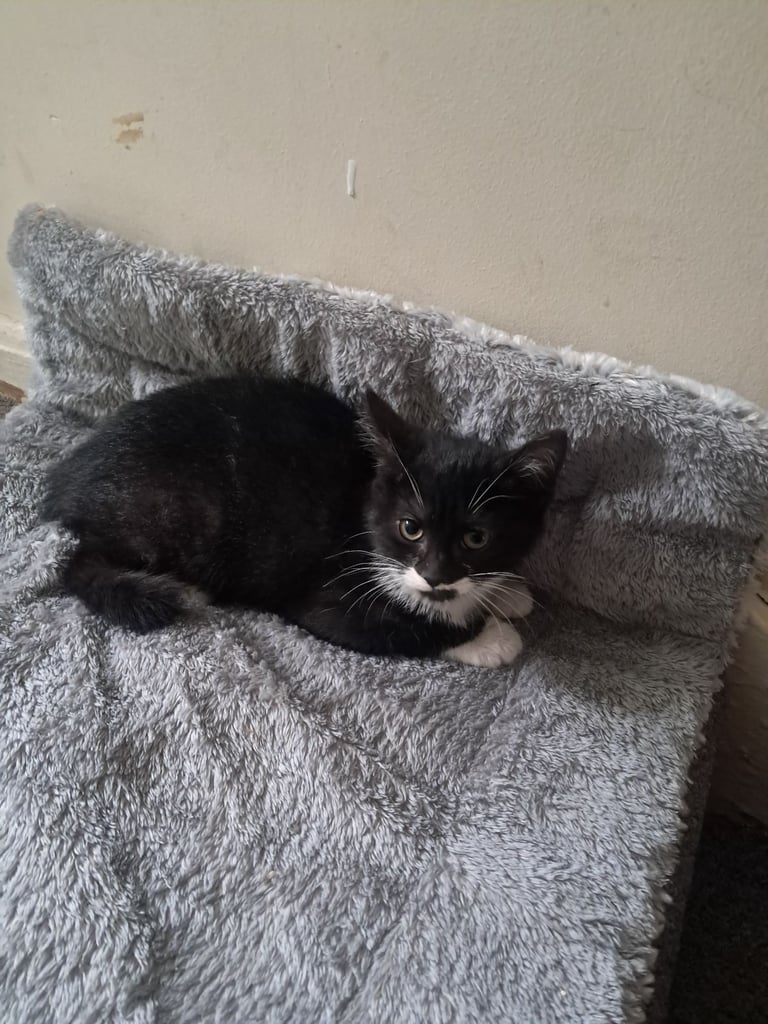 1 female kittens looking for her forever home.