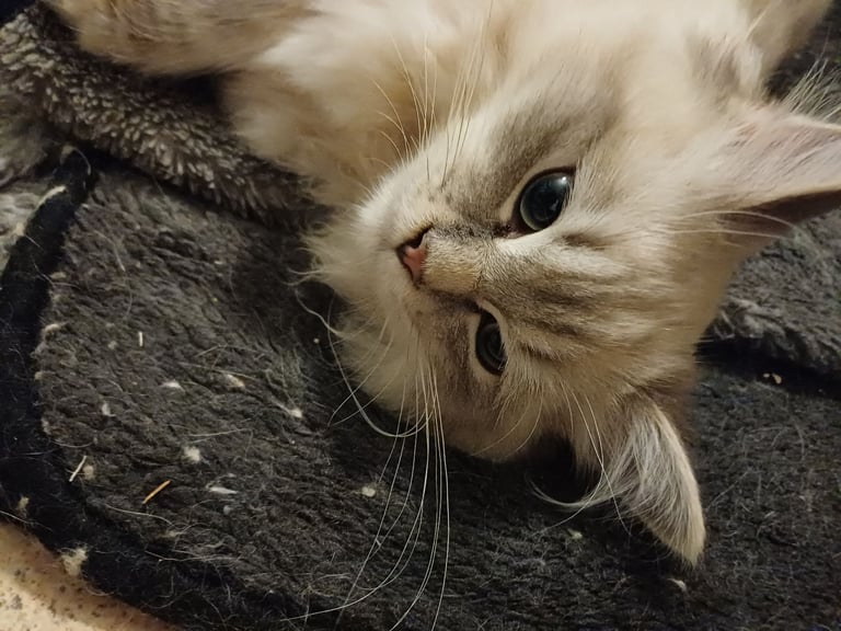Rehoming 2 x 5 month old Ragdoll/MaineCoon