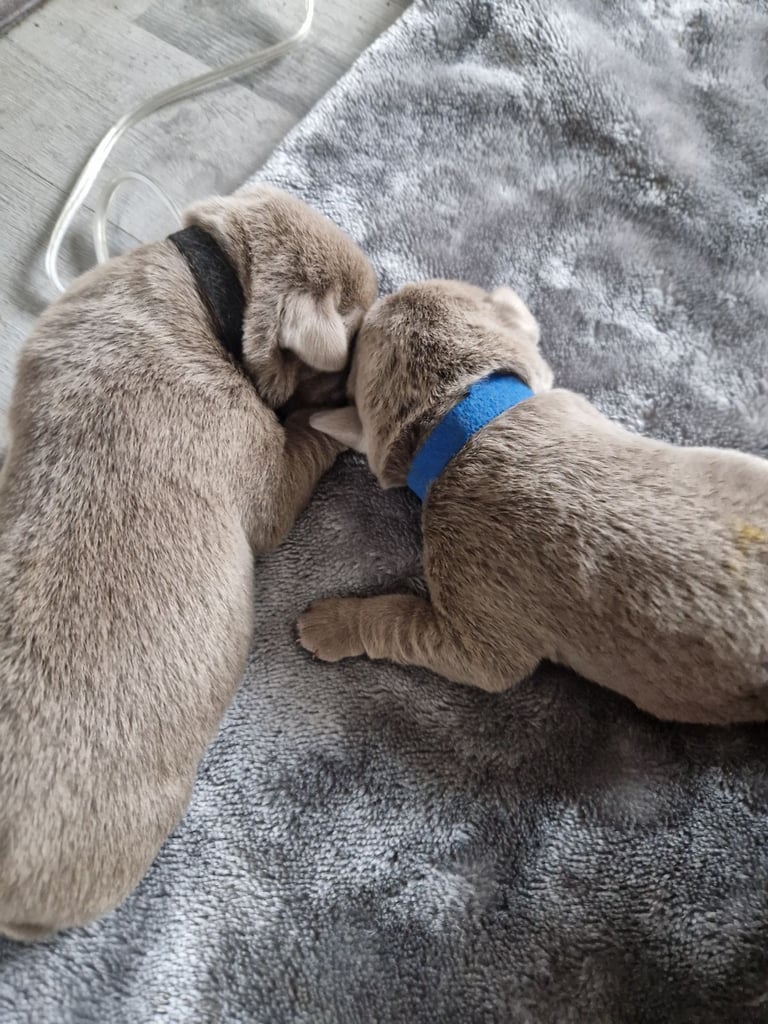 Silver labrador's KC