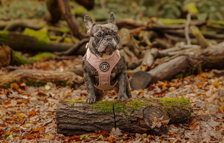French bulldog puppies 