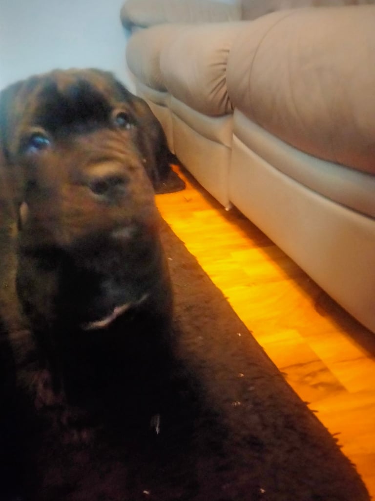 Cane Corso puppies black