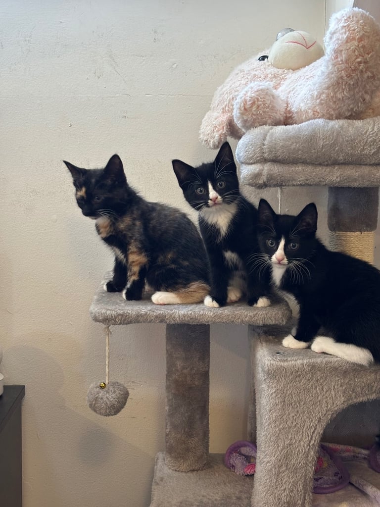 4 Beautiful 12-Week-Old Kittens Ready for Loving Homes – Mixed Colours (Birmingham B20)