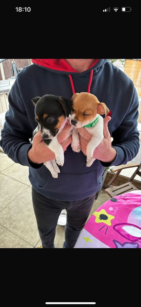 Jack Russell