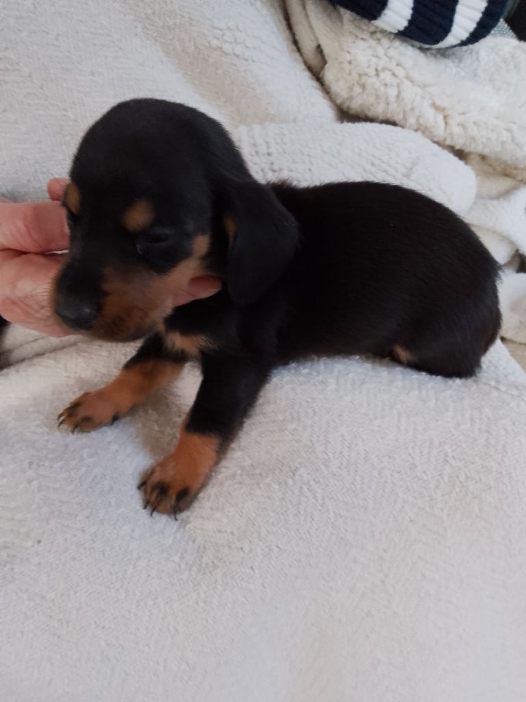 image for Miniature dachshund 