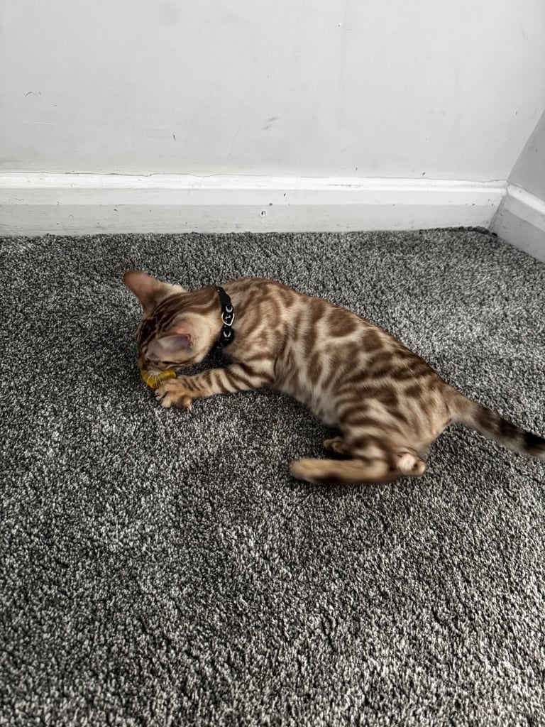 Stunning Snow Sepia Pedigree Bengal Kitten – Male – Ready Now 