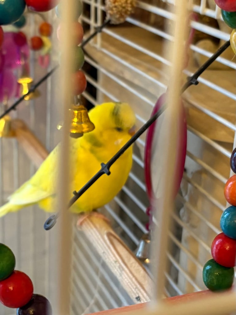 2 budgies and cage