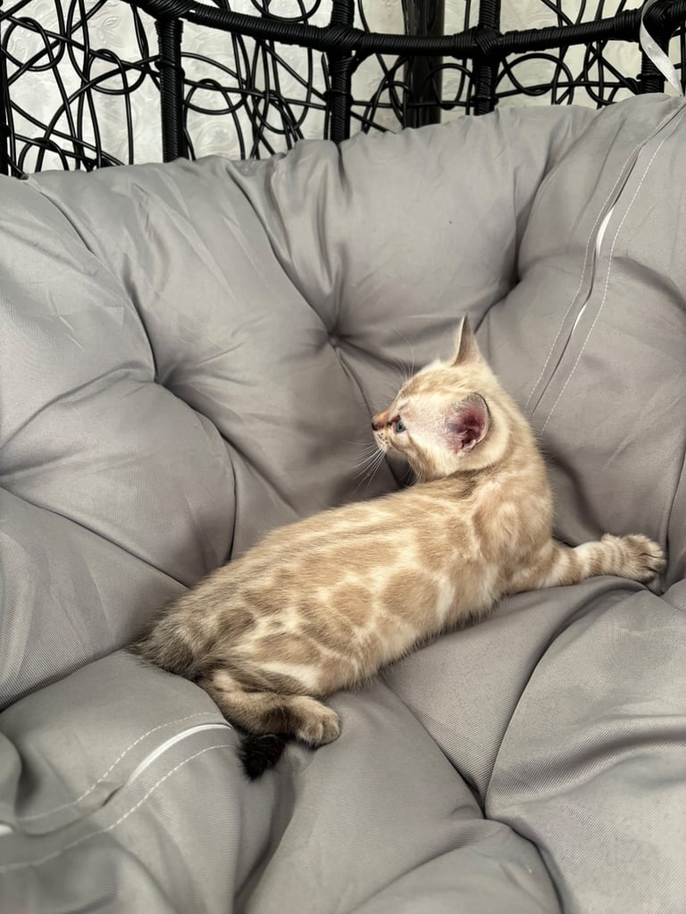 🐾Gorgeous Pure Bengals Ready Now🐾