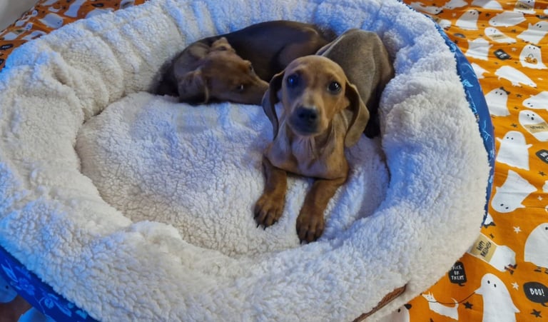 Beautiful full breed dachshund puppys