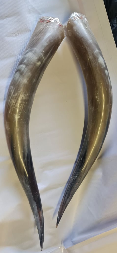 Texas Steer Skull &  Long Horns 