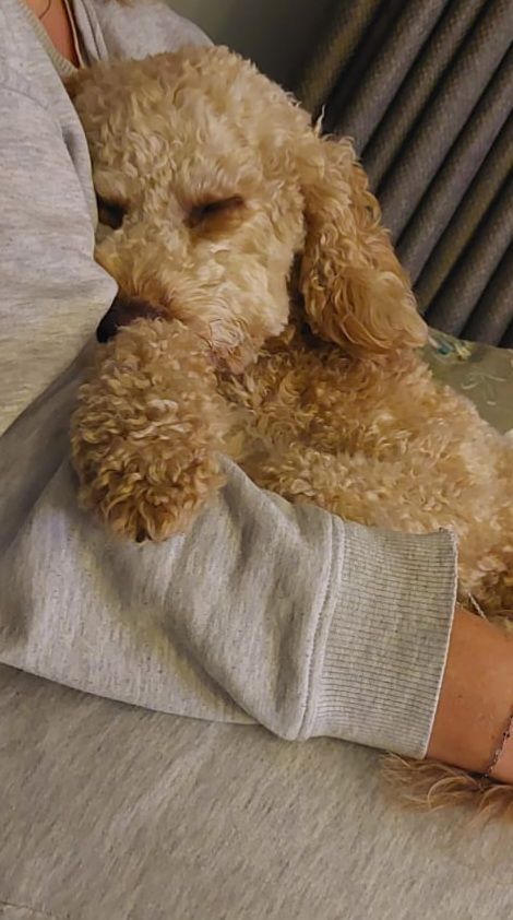 Cavapoo 2 year old