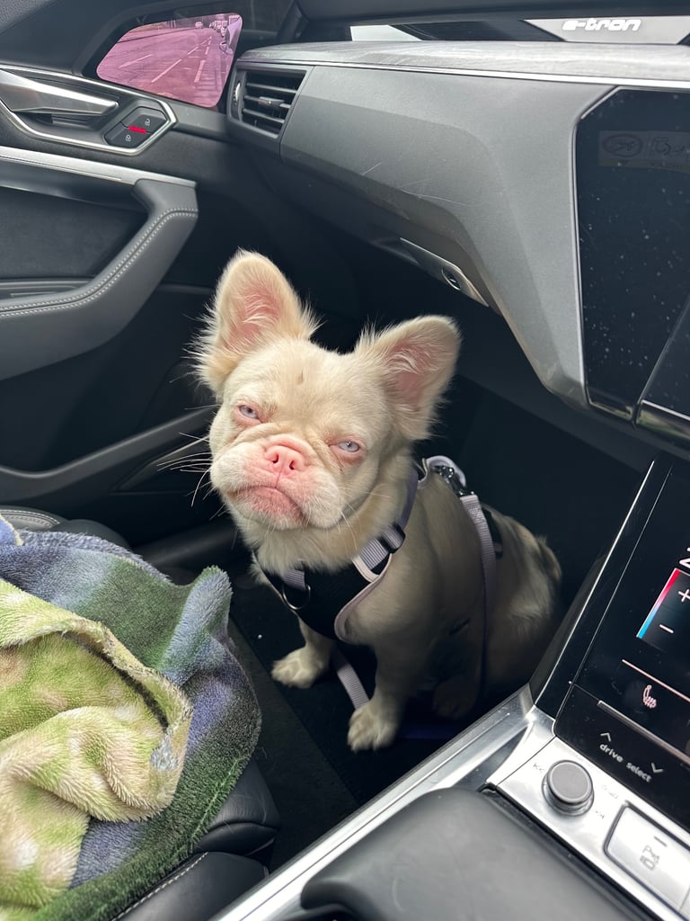 Fluffy pink frenchie 