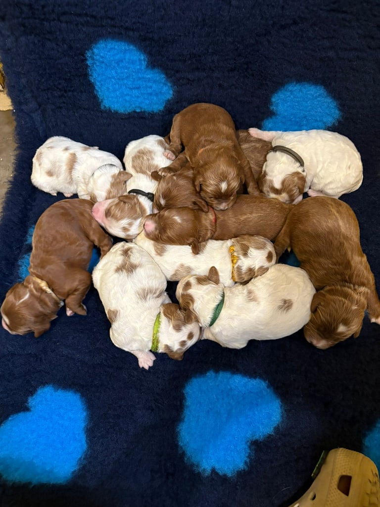 Irish red and white setter x moyen poodle