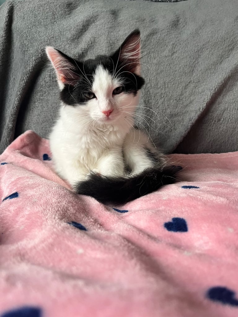 Maine coon cross kittens