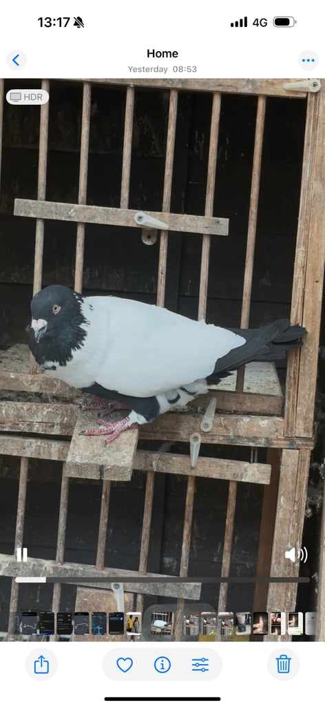 image for Afghan pigeons 
