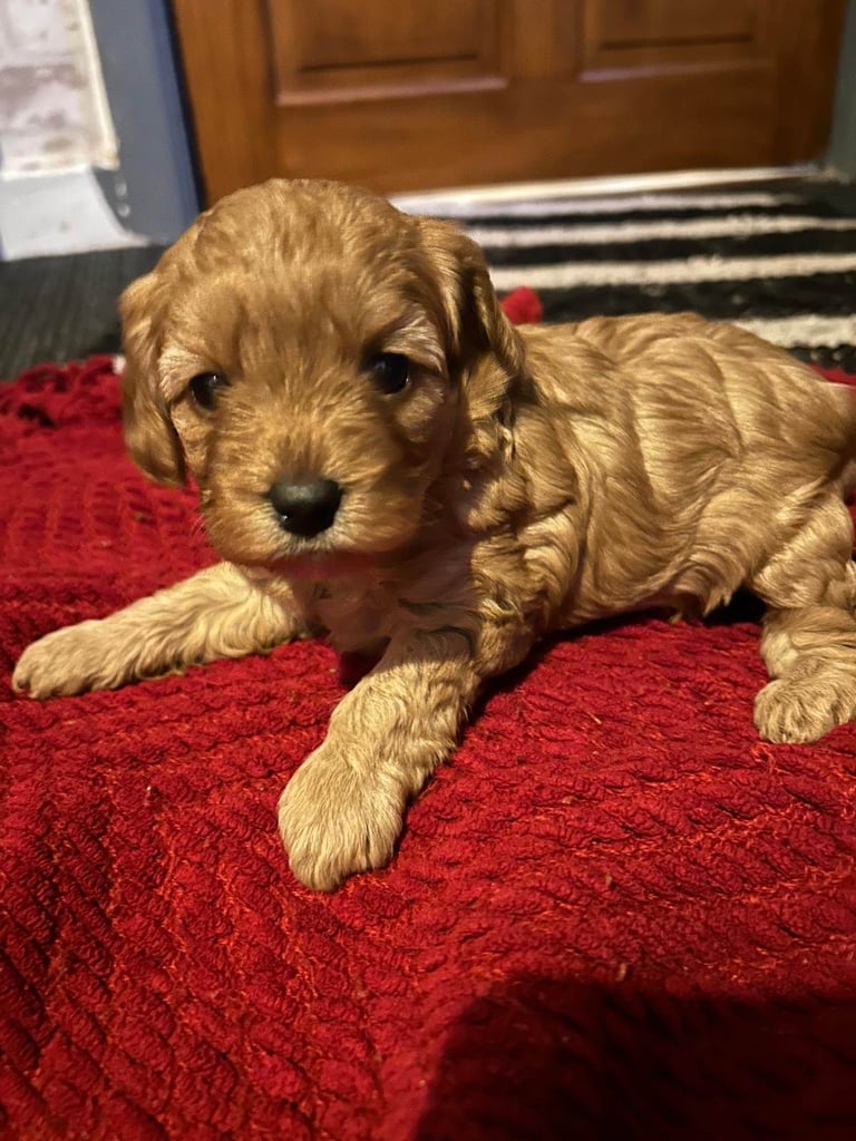 Cute Cavapoo Puppies 1 Boy and 1 Girl