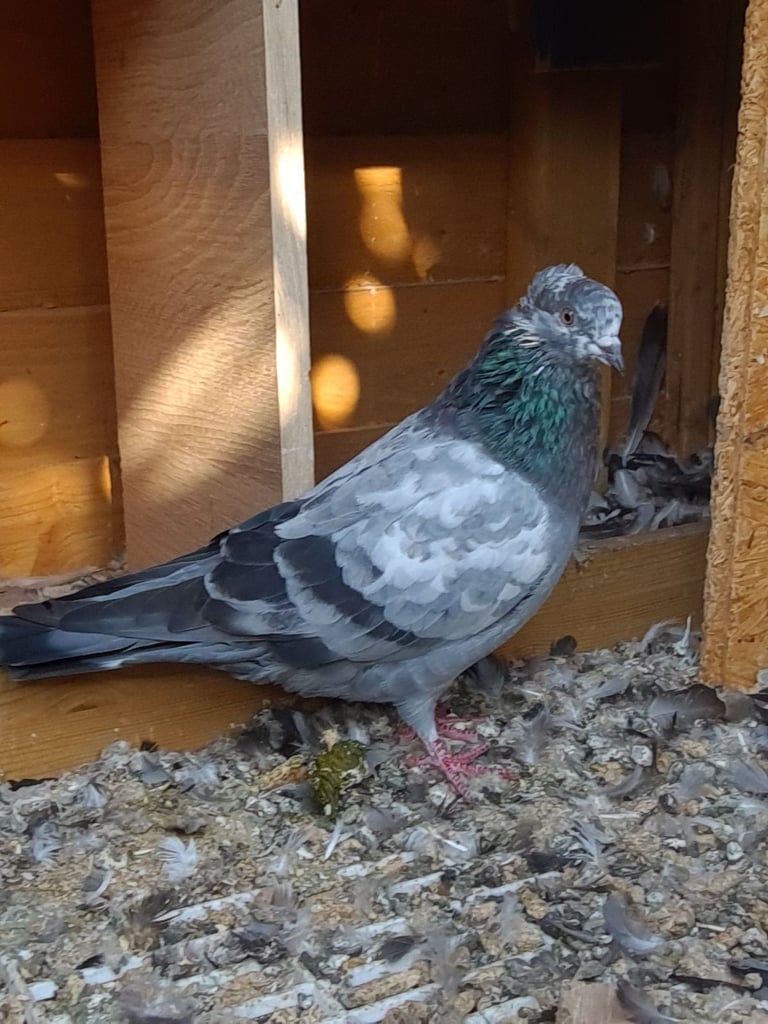 Iranian, Serbian, Pakistani Pigeon 
