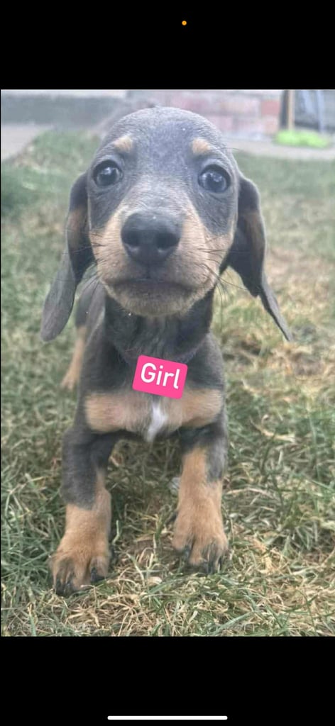 image for Miniature Dachshund puppies