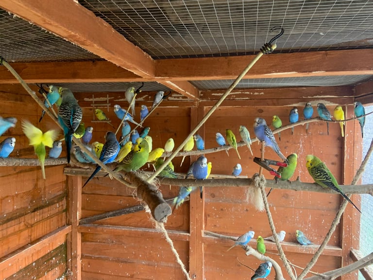 Baby Budgies ready to go. 