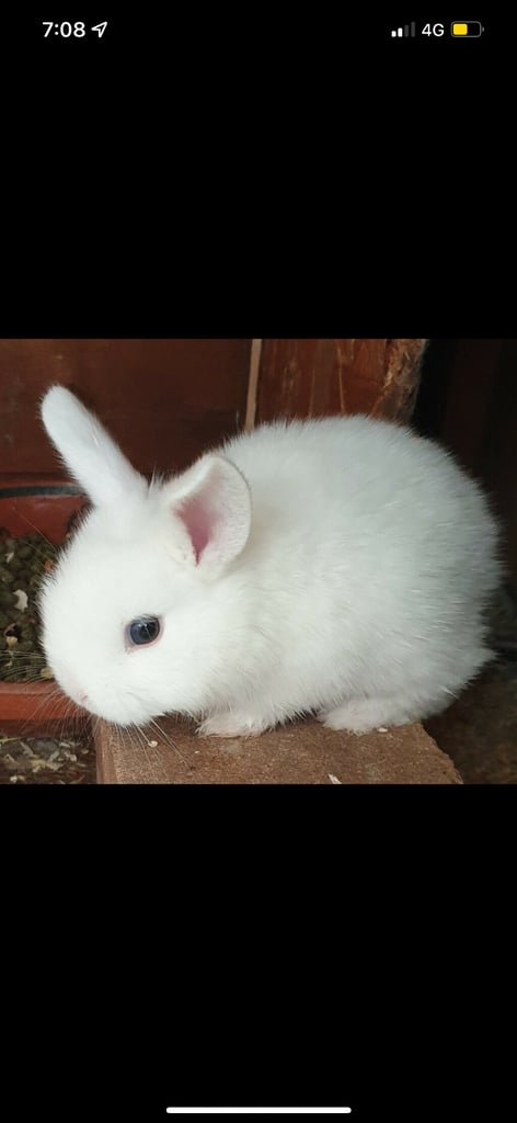 Gorgeous Pure White baby rabbit with blue eyes