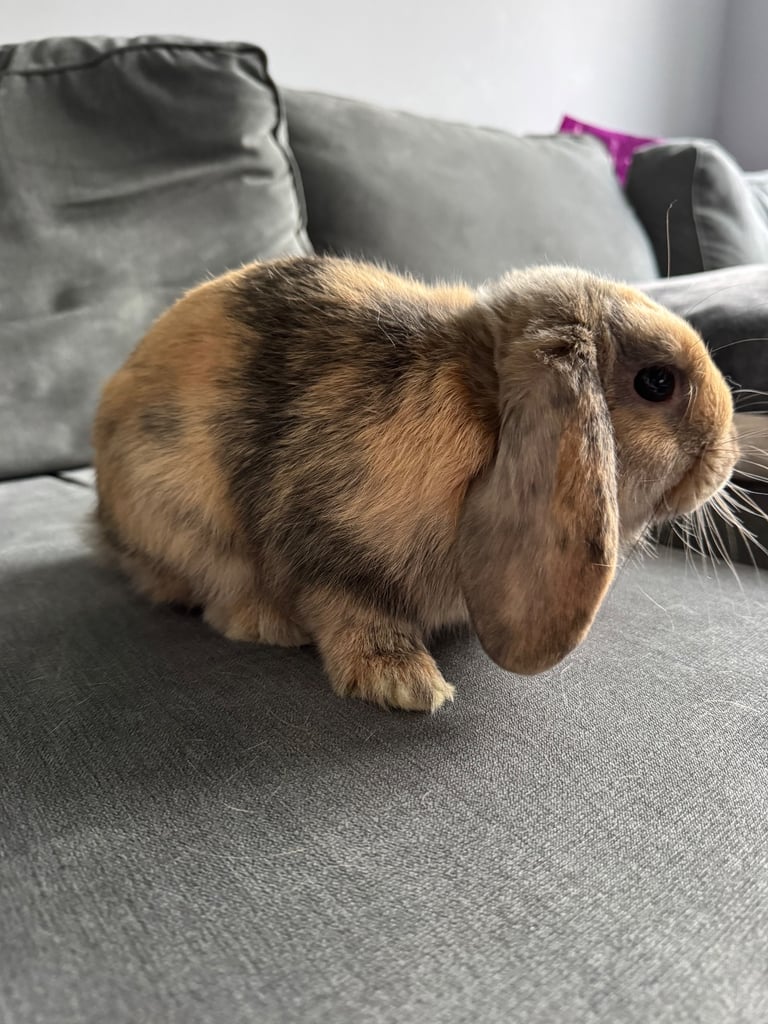 Beautiful Mini Lop Boy (Buck)