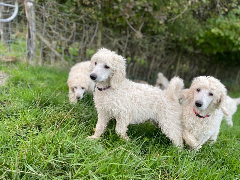 Standard poodle - update - last girl and 3 boys 