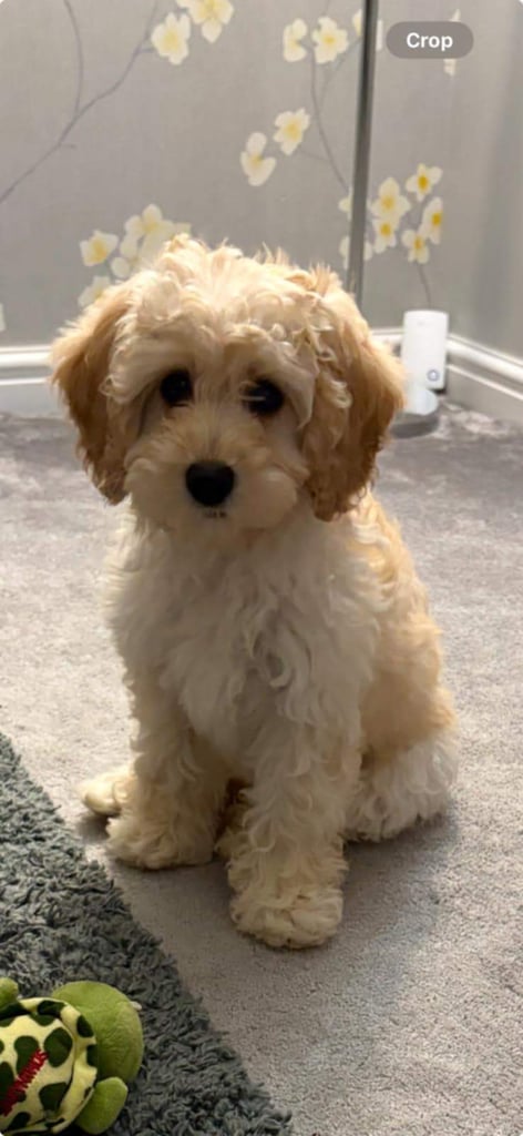 Gorgeous F1 Cockapoo Puppies