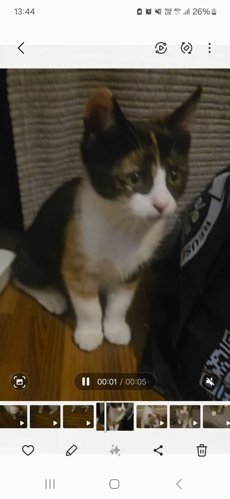 Female Calico Kitten