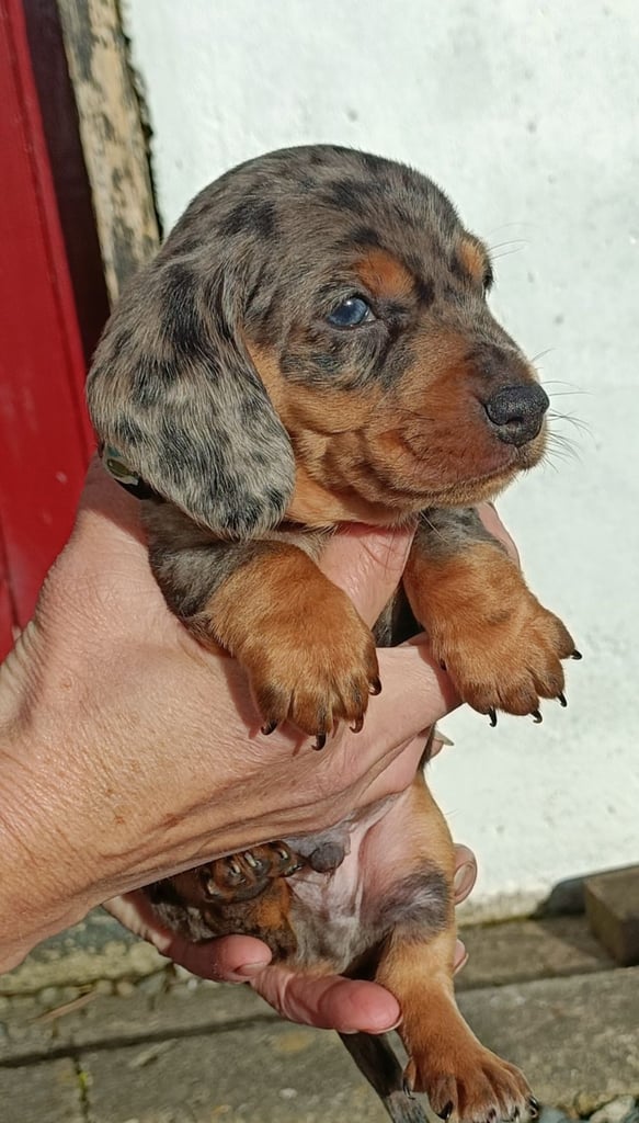 Miniature dachshund puppies 