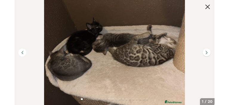 STUNNING BENGAL KITTENS READY NOW 