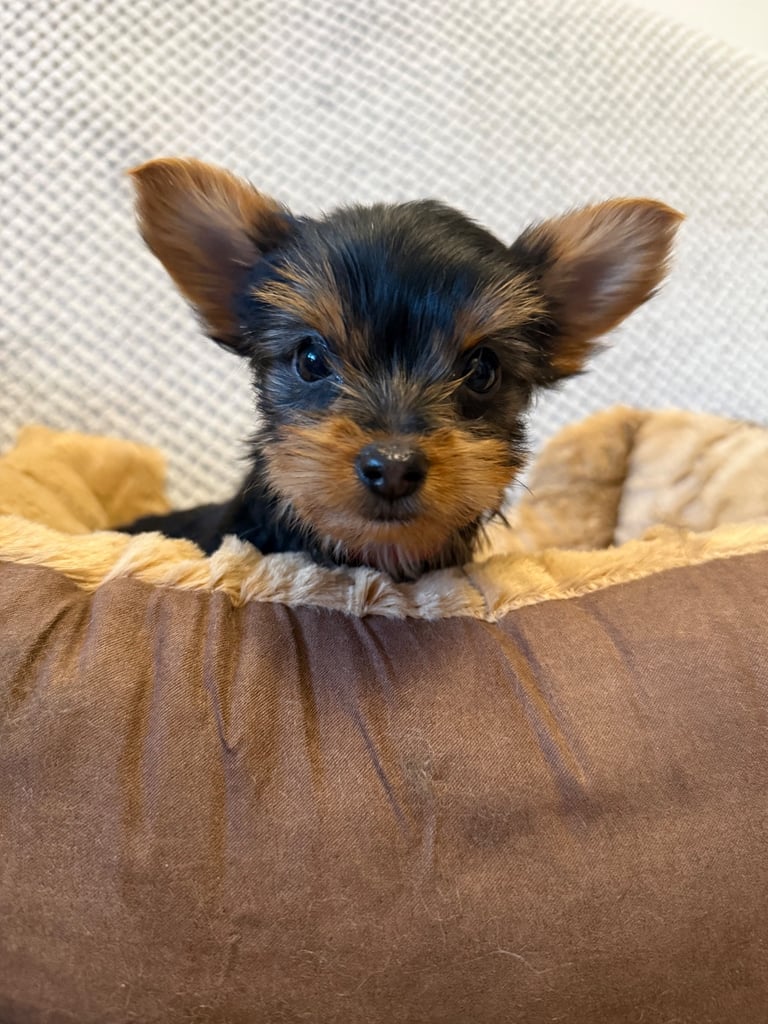 Stunning Yorkshire Terriers for sale