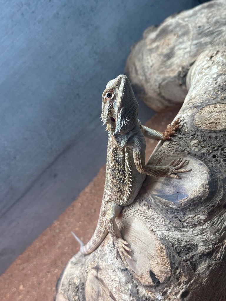 6 month male bearded dragon