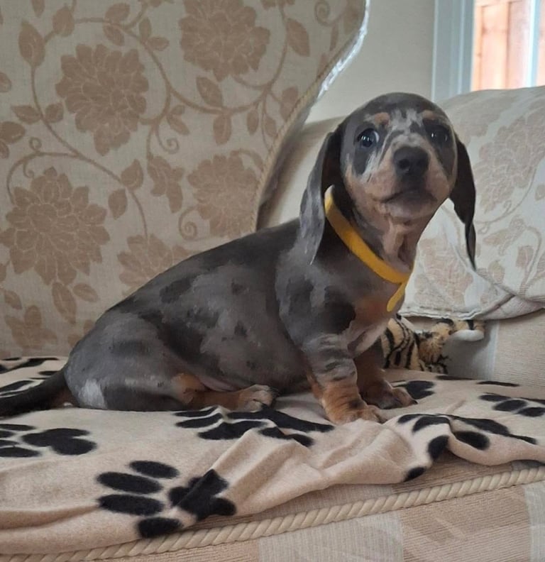 Miniature dachshund puppies (READY NOW)