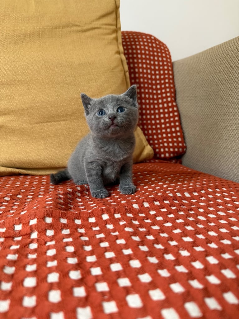 Beautiful Rare Grey Male Kitten