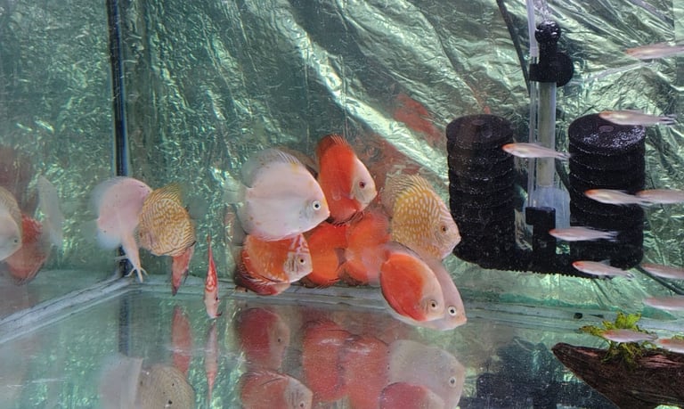 image for Discus Malawi Cichlids Tropical Fish Pleco Shrimp  Tetra's