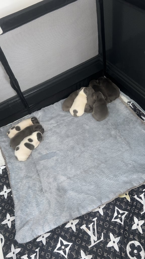 French bulldog pups 