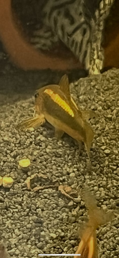 image for Gold lazer Corys. £10