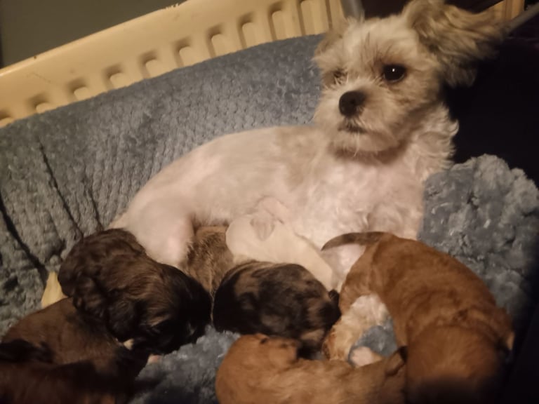 Beautiful dachshund cross cava-tzu for sale