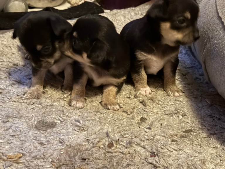 image for Stunning chihuahua puppies 