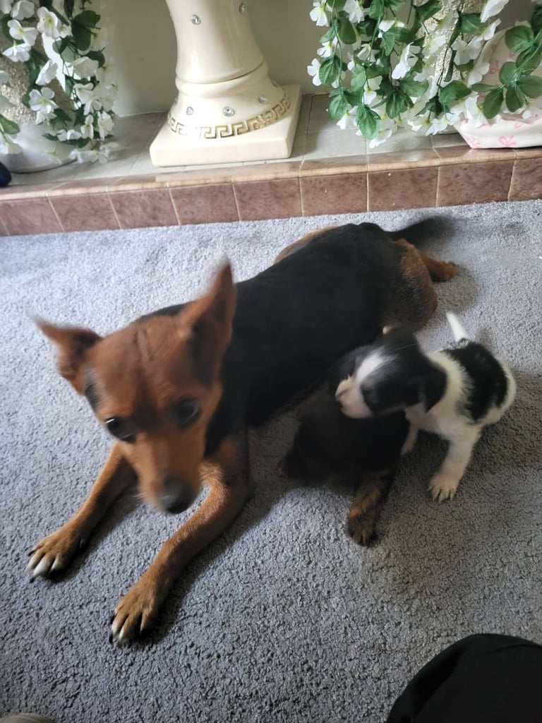 image for Jack Russell 