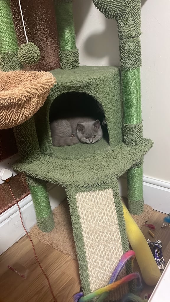 Gorgeous chunky britsh shorthair lilac kitten (male)