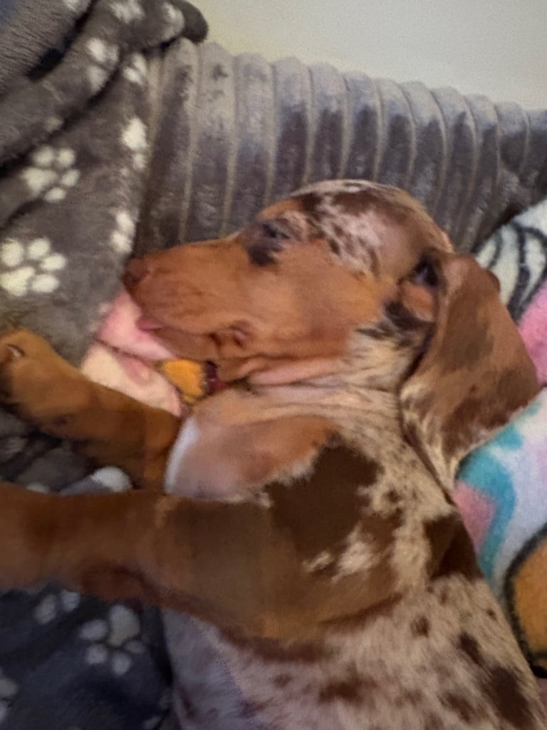 Miniature dachshund 