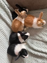 Beautiful baby rabbits