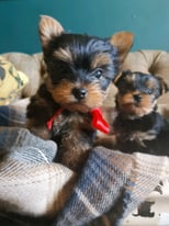 Yorkshire terrier puppies for sale (ALL SOLD NOW)
