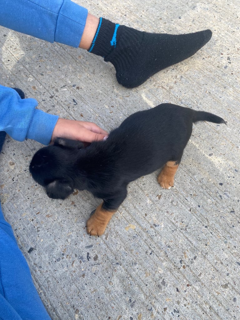 Jack Russell puppies 